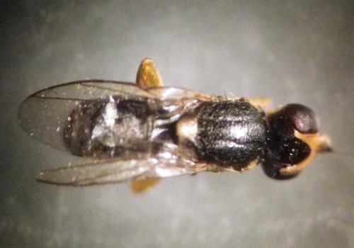 Cetema sp.
